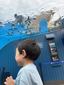 サンシャイン水族館に投稿された画像（2025/9/14）