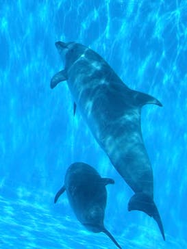 名古屋港水族館に投稿された画像（2025/9/14）