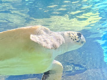 名古屋港水族館に投稿された画像（2025/9/14）