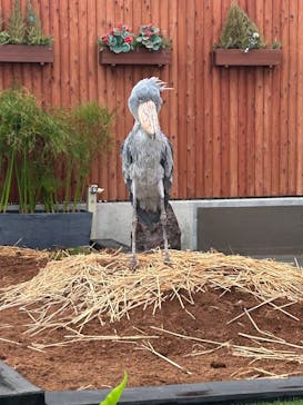 掛川花鳥園に投稿された画像（2025/9/14）