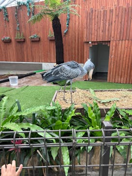 掛川花鳥園に投稿された画像（2025/9/14）