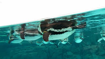 葛西臨海水族園に投稿された画像（2025/9/14）