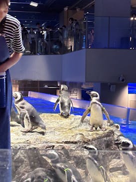 すみだ水族館に投稿された画像（2025/9/14）