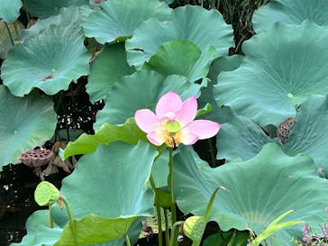 恩賜上野動物園に投稿された画像（2025/9/14）