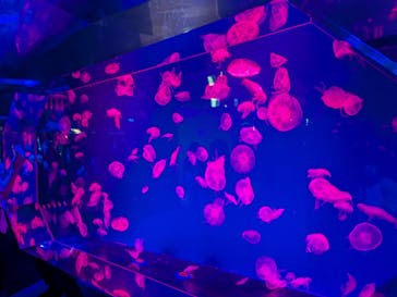 名古屋港水族館に投稿された画像（2025/9/14）