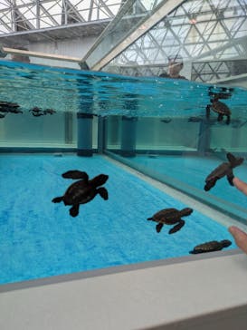 名古屋港水族館に投稿された画像（2025/9/14）