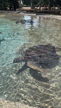 新江ノ島水族館に投稿された画像（2025/9/14）