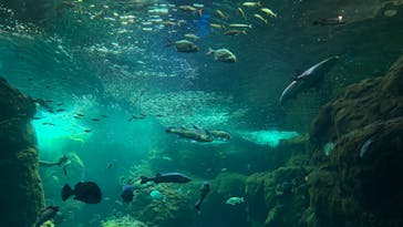 新江ノ島水族館に投稿された画像（2025/9/14）