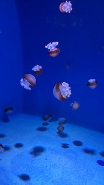 新江ノ島水族館に投稿された画像（2025/9/14）