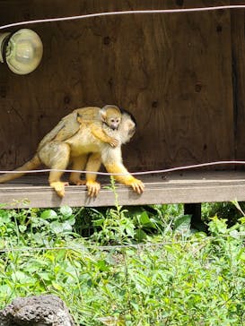 伊豆シャボテン動物公園に投稿された画像（2025/9/14）