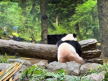 恩賜上野動物園に投稿された画像（2025/9/14）