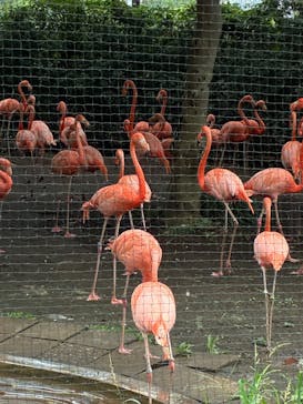 恩賜上野動物園に投稿された画像（2025/9/14）