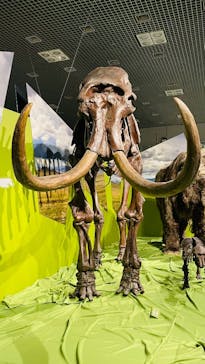 特別展「氷河期展 〜人類が見た4万年前の世界〜」（国立科学博物館）に投稿された画像（2025/9/14）