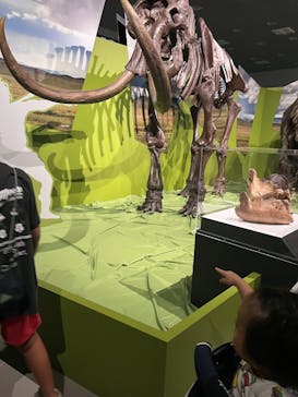 特別展「氷河期展 〜人類が見た4万年前の世界〜」（国立科学博物館）に投稿された画像（2025/9/14）