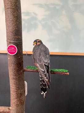 Moff animal cafe iias つくば店に投稿された画像（2025/9/14）