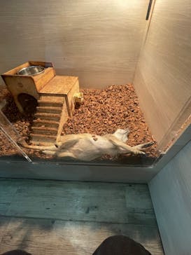 Moff animal cafe iias つくば店に投稿された画像（2025/9/14）