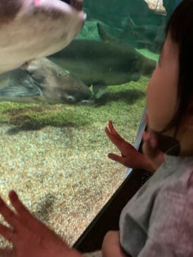 世界淡水魚園水族館　アクア・トトぎふに投稿された画像（2025/9/14）