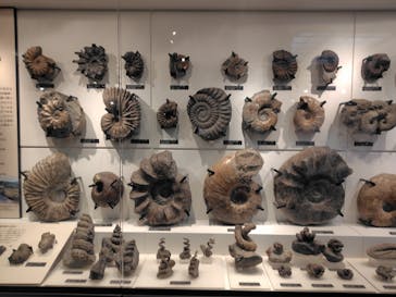 国立科学博物館に投稿された画像（2025/9/14）