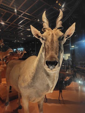 国立科学博物館に投稿された画像（2025/9/14）