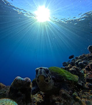 青の洞窟専門店　沖縄ダイビングショップ和に投稿された画像（2025/9/14）