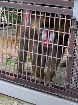 名古屋市東山動植物園に投稿された画像（2025/9/14）