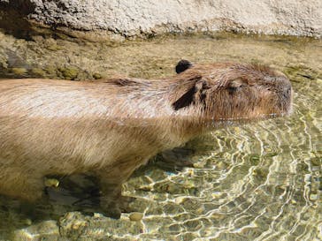 世界淡水魚園水族館　アクア・トトぎふに投稿された画像（2025/9/14）