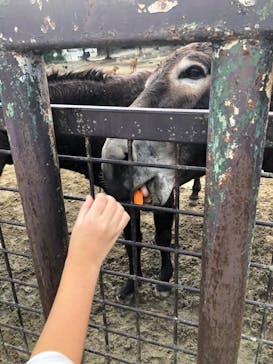 那須サファリパークに投稿された画像（2025/9/14）