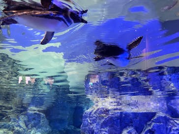 すみだ水族館に投稿された画像（2025/9/14）