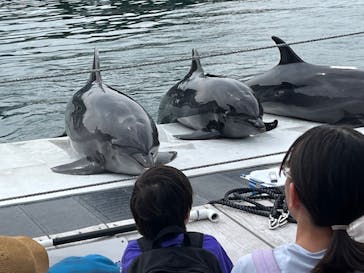 うみたま体験パーク 「つくみイルカ島」に投稿された画像（2025/9/14）