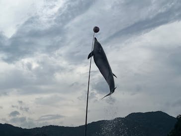 うみたま体験パーク 「つくみイルカ島」に投稿された画像（2025/9/14）