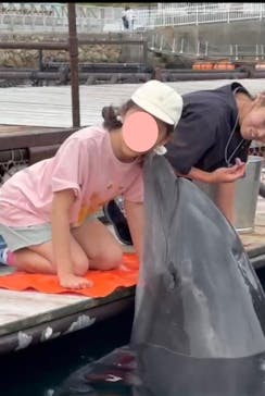 うみたま体験パーク 「つくみイルカ島」に投稿された画像（2025/9/14）