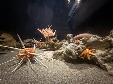 竹島水族館に投稿された画像（2025/9/14）