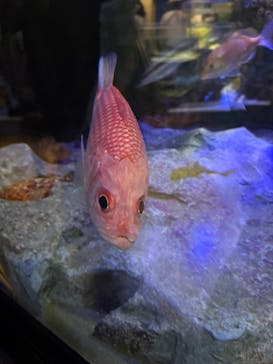 竹島水族館に投稿された画像（2025/9/14）