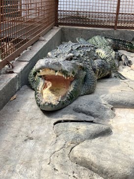 熱川バナナワニ園に投稿された画像（2025/9/14）