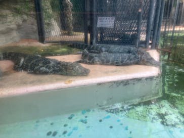 熱川バナナワニ園に投稿された画像（2025/9/14）