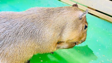 Moff animal world BIGHOPガーデンモール印西店に投稿された画像（2025/9/14）