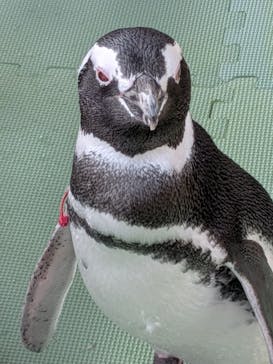 大分マリーンパレス水族館 「うみたまご」に投稿された画像（2025/9/14）