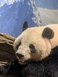 恩賜上野動物園に投稿された画像（2025/9/15）