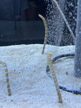 すみだ水族館に投稿された画像（2025/9/14）