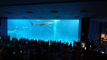 沖縄美ら海水族館に投稿された画像（2025/9/14）