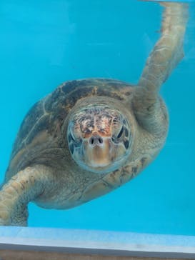 鴨川シーワールドに投稿された画像（2025/9/14）