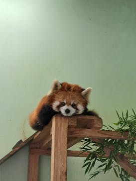 千葉市動物公園に投稿された画像（2025/9/14）