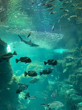 江の島シーキャンドル×新江ノ島水族館に投稿された画像（2025/9/15）