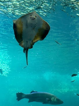 新江ノ島水族館に投稿された画像（2025/9/15）