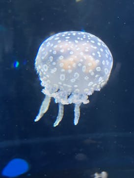 新江ノ島水族館に投稿された画像（2025/9/15）