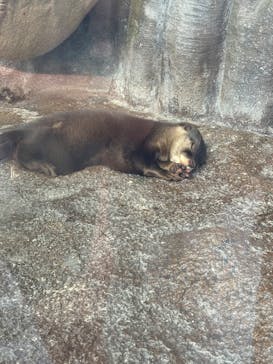 新江ノ島水族館に投稿された画像（2025/9/15）