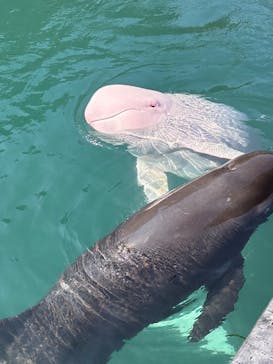 太地町立くじらの博物館に投稿された画像（2025/9/15）