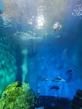 浜名湖体験学習施設ウォットに投稿された画像（2025/9/15）