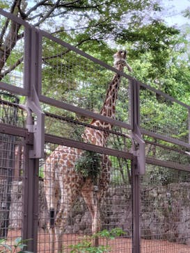 恩賜上野動物園に投稿された画像（2025/9/15）