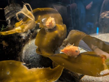 環境水族館アクアマリンふくしまに投稿された画像（2025/9/15）